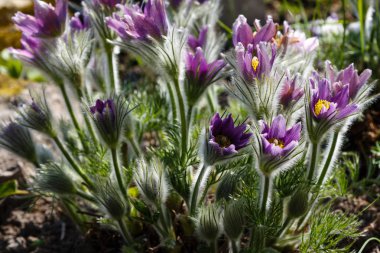 Doğu nilüfer çiçekleri veya kaya zambakları, çayır kruvazörü, kesme yaprağı şakayığı (Pulsatilla patens) bahçede çiçek açar