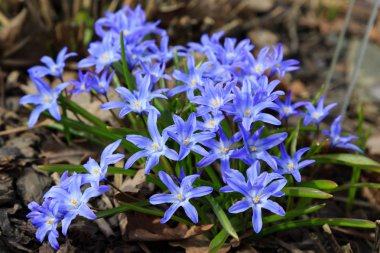 Çiçek açmış mavi bahar çiçekleri. Bahçedeki Chionodoxa luciliae. Chionodoxa renkli yıldızlar şeklinde güzel çiçeklerle çok uzun ömürlüdür.