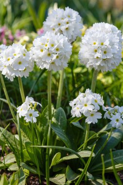 Alp tepesinde primula denticulata. Bahar bahçesinde çuha çiçeği. 
