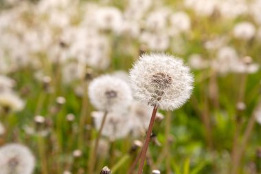 Dandelions ile doğa arka plan