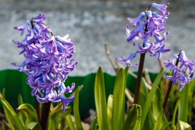 Bahçede çiçek açan sümbüller, sümbül çiçekleri...