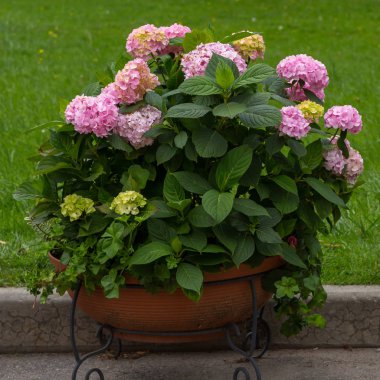 Ortanca çiçekleri açar. Kaplarda süs bitkileri ile Ortanca Bush.