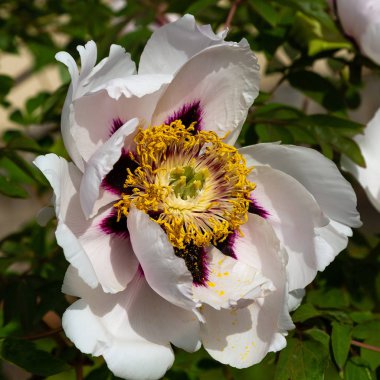 çiçekli peonies bahçede