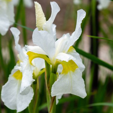 Sibirya iris çiçekleri (iris sibirica) bahçede yeşil bir arka plan üzerinde
