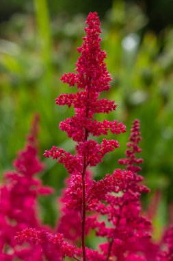 Astilbe japonik bir bahçe. Sahte Spiraea, doğal arkaplanda tuzlanma