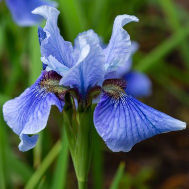 Sibirya iris çiçekleri (iris sibirica) bahçede yeşil bir arka plan üzerinde