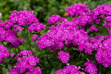 yeşil arka planda bahçede Dianthus çiçekleri