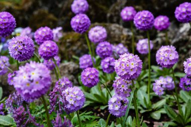 Alp tepesinde primula denticulata. Bahar bahçesinde çuha çiçeği. 