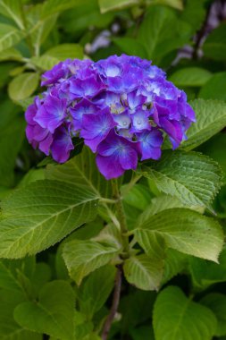 Ortanca çiçekleri açar. Kaplarda süs bitkileri ile Ortanca Bush.