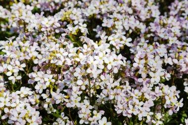 Alp tepeüzerinde beyaz arabis çiçekli
