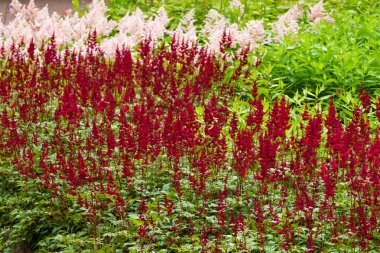 Astilbe japonik bir bahçe. Sahte Spiraea, doğal arkaplanda tuzlanma
