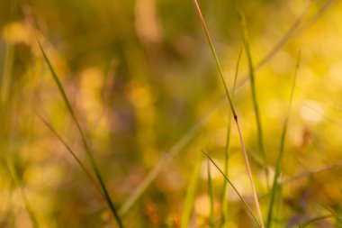 Soyut bulanık ve odaklanmış doğal arkaplan, doğal tasarım konsepti