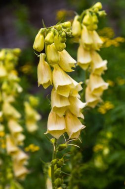 Digitalis Purpera 'nın çiçeği, bahçede yüksükotu. Digitalis (dijitalis) yaygın bir dekoratif ve tıbbi bitkinin yanı sıra değerli bir bal bitkisidir.