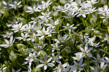 Bahar bahçesinde ornithogalum woronowii. Bahçede büyüyen ampuller. Bahçede nadir ve eşsiz bitkiler var. Beyaz çiçekli çiçek arkaplanı