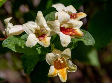 Weigela Florida'nın çiçekleri. Blooming Weigela (Weigela florida) güneşli bir günde bahar bahçesinde. Çiçeklerle doğal arka plan. Bahçede süs çalıları