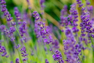 Lavanta çiçekleri. Lavanta çiçek açar. Bahçede otlar ve şifalı bitkiler var. Çiçek arka planı