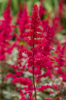 Astilbe japonik bir bahçe. Sahte Spiraea, doğal arkaplanda tuzlanma