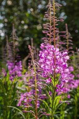 Fireweed Mor çiçekler, Rosebay Willowherb, Epilobium angustifolium, Fransız söğüt, doğal arka planda Ivan-çay, sağlıklı çay, geleneksel tıp. Çiçek arka plan
