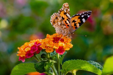 Tropik bir bitki lantana camara güzel çiçekler. Parlak yaz çiçek arka plan. Çiçek Lantana camara