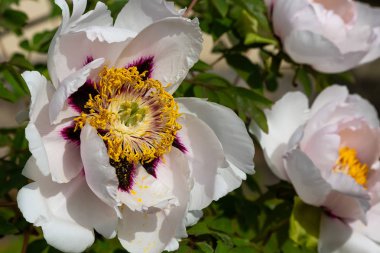 çiçekli peonies bahçede