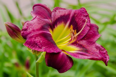 Bahçede çiçekli günlükler. Yaz bahçesinde çiçek açan Hemerocallis. Daylilies güzel çiçekler