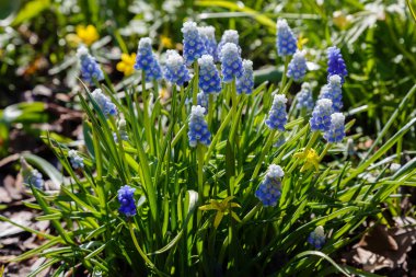 Muscari çiçekleri, Muscari armeniacum, Üzüm Sümbüller bahar çiçekleri nisan ve mayıs aylarında çiçek. Mavi çiçekli Muscari armeniacum bitkisi