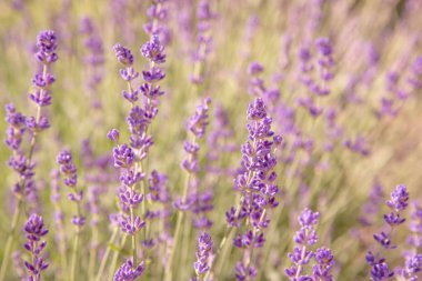 Lavanta çiçekleri ile güzel yaz manzarası