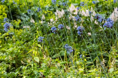Allium bahar bahçesinde deşifre eder. Bahçede süs soğanı bitki si yetiştir