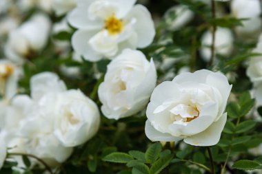 Güzel tonda güller yakın. Doğa arka planı
