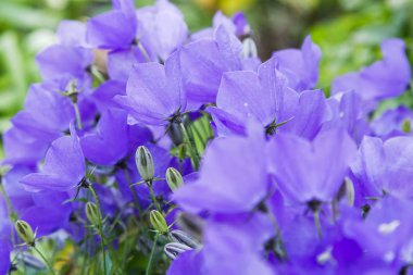 Campanula patula veya yayılan çan çiçeği Campanula cinsinin bir bitki türüdür. Bu narin çan çiçeği, dik ve huni şeklinde soluk mavi veya beyaz çiçeklerin yanal dallarını taşır