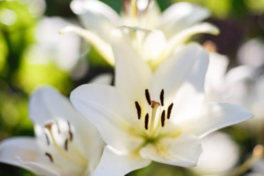 Doğal arka planda beyaz zambaklar. Bahçede çiçekli beyaz zambaklar