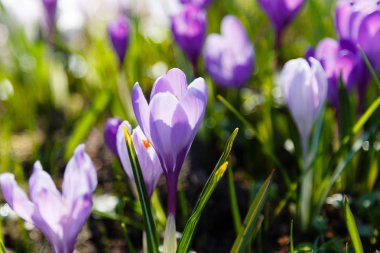 Çiğdem, çoğul crocuses iris ailesinde çiçekli bitkilerin bir cinstir. Bir demet timsah, timsahlarla dolu bir çayır.
