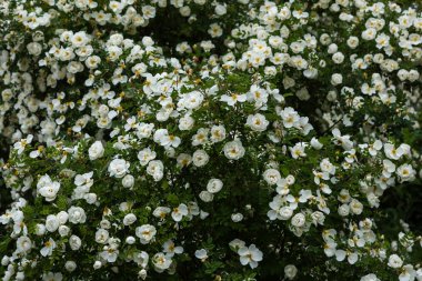 Güzel tonda güller yakın. Doğa arka planı