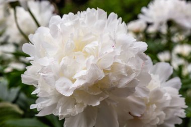çiçekli peonies bahçede