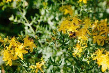 St. John's Wort'un sarı çiçekleri üzerine bumblebee. Hypericum perforatum, Hypericum cinsi ve şifalı bir bitkinin çiçekli bitki türü.