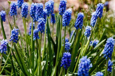 Muscari çiçekleri, Muscari armeniacum, Üzüm Sümbüller bahar çiçekleri nisan ve mayıs aylarında çiçek. Mavi çiçekli Muscari armeniacum bitkisi