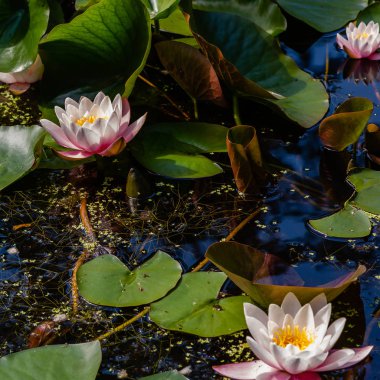 Nymphaea çiçek, nilüfer, bahçe gölet Nilüfer