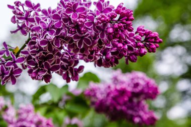 Bahçede çiçek açan leylak (Syringa). Doğal arka planda güzel mor leylak çiçekleri