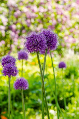 Bahçede Allium rotundum. Bahçede büyüyen soğanlı bitkiler. Bahçede bal bitkileri. 