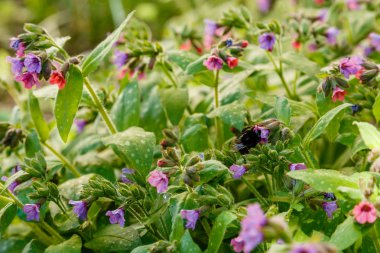 Bahar bahçesinde Pulmonaria (akciğer otu). Akciğer otu çiçekleri üzerinde yaban arısı. Çiçekli, mor ve pembe çiçekli bahar arkaplanı. Bahçedeki şifalı bitkiler