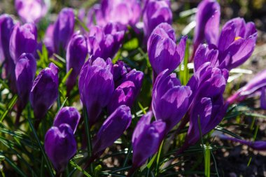 Çiğdem, çoğul crocuses iris ailesinde çiçekli bitkilerin bir cinstir. Bir demet timsah, timsahlarla dolu bir çayır.