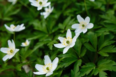 Bahçede Japon anemon çiçekleri. Çiçekli Japon anemonları.