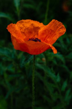 Kırmızı gelincik çiçeği, kapat.
