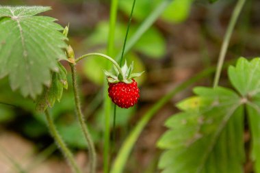 Ormanda yabani fragaria meyveleri, doğal yeşil arka plan
