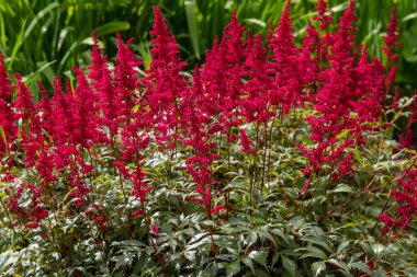 Astilbe japonik bir bahçe. Sahte Spiraea, doğal arkaplanda tuzlanma