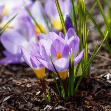 Çiğdem, çoğul crocuses iris ailesinde çiçekli bitkilerin bir cinstir. Bir demet timsah, timsahlarla dolu bir çayır.