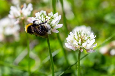 Bir arı beyaz bir yonca (Trifolium tövbe) çiçek nektar toplar. Doğal arka plan. Bitkilerin tozlaşması