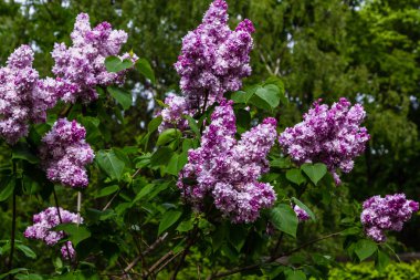 Bahçede çiçek açan leylak (Syringa). Doğal arka planda güzel mor leylak çiçekleri