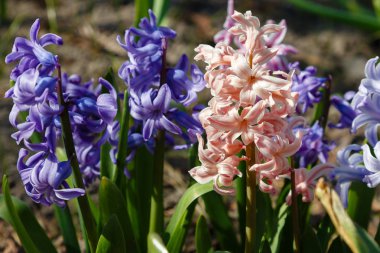 Bahçede çiçek açan sümbüller, sümbül çiçekleri...