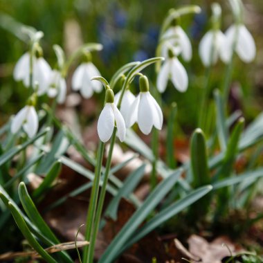 Kardelen veya ortak kardelen (Galanthus nivalis) bahçede çiçekler